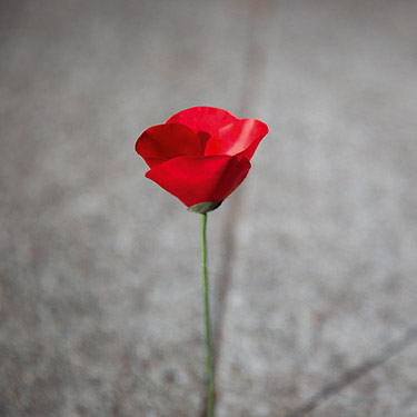 FBK Desktop mosaique right